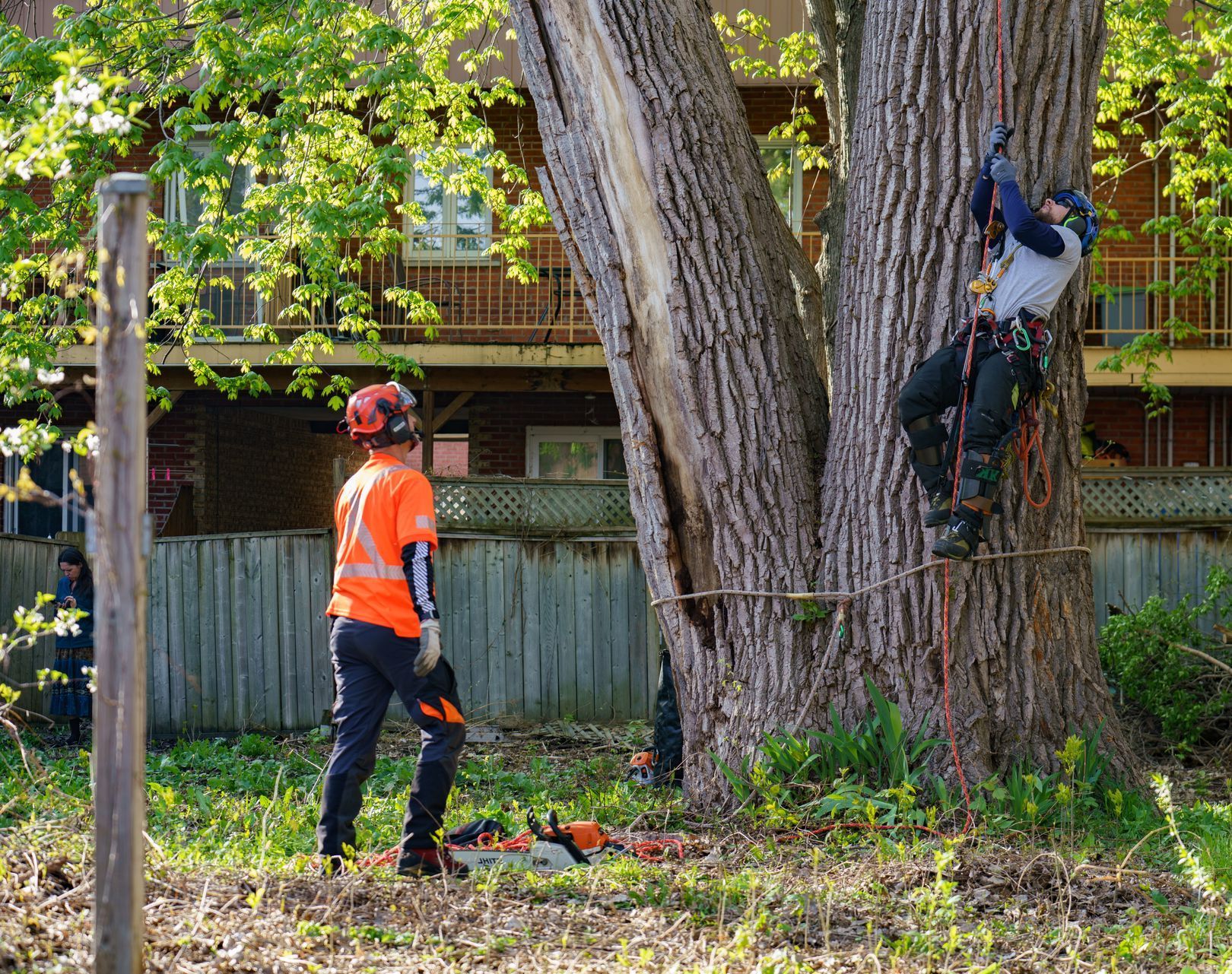 Un homme grimpe à un arbre avec une tronçonneuse.