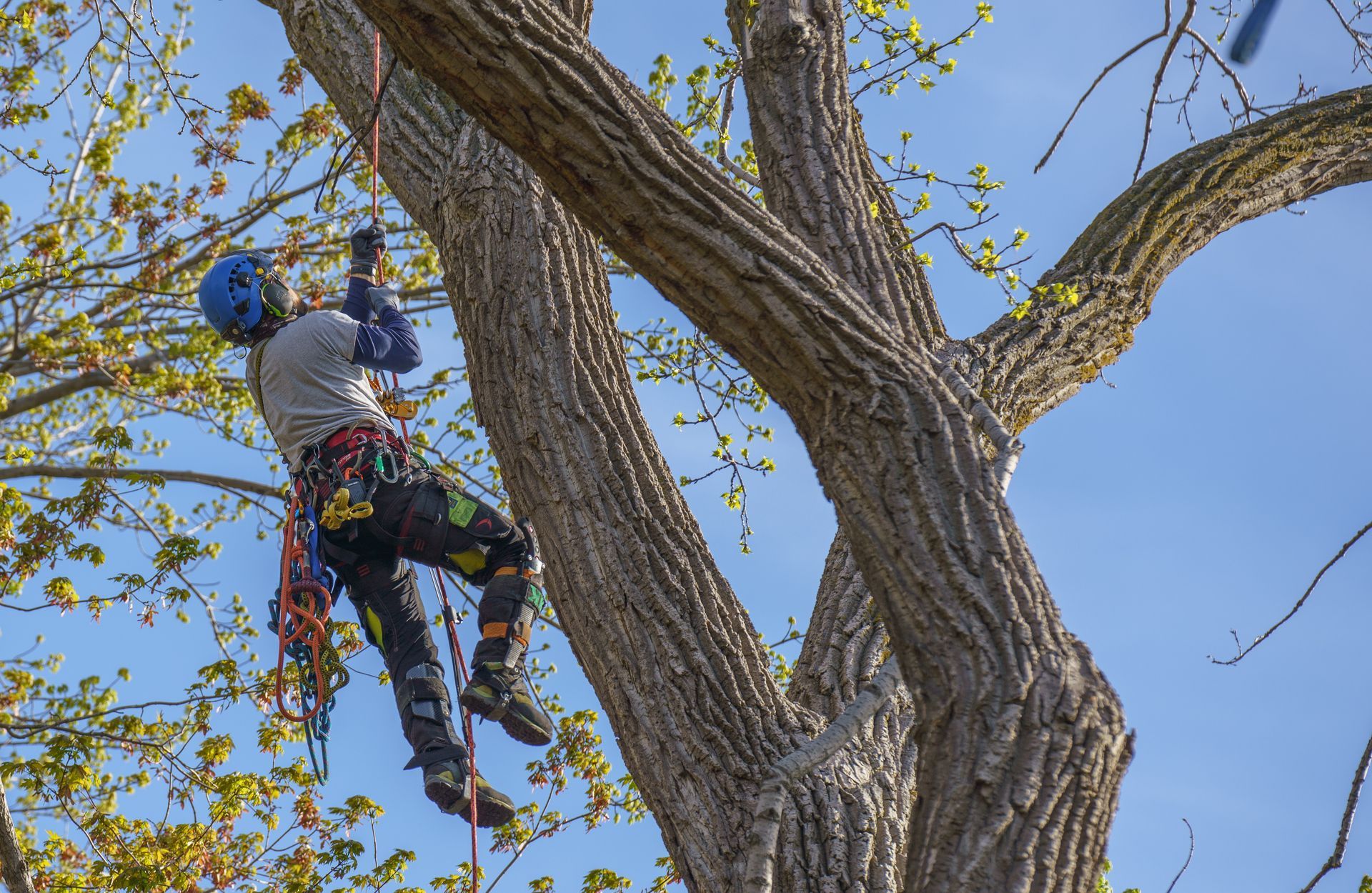 Un homme portant un casque grimpe à un arbre.