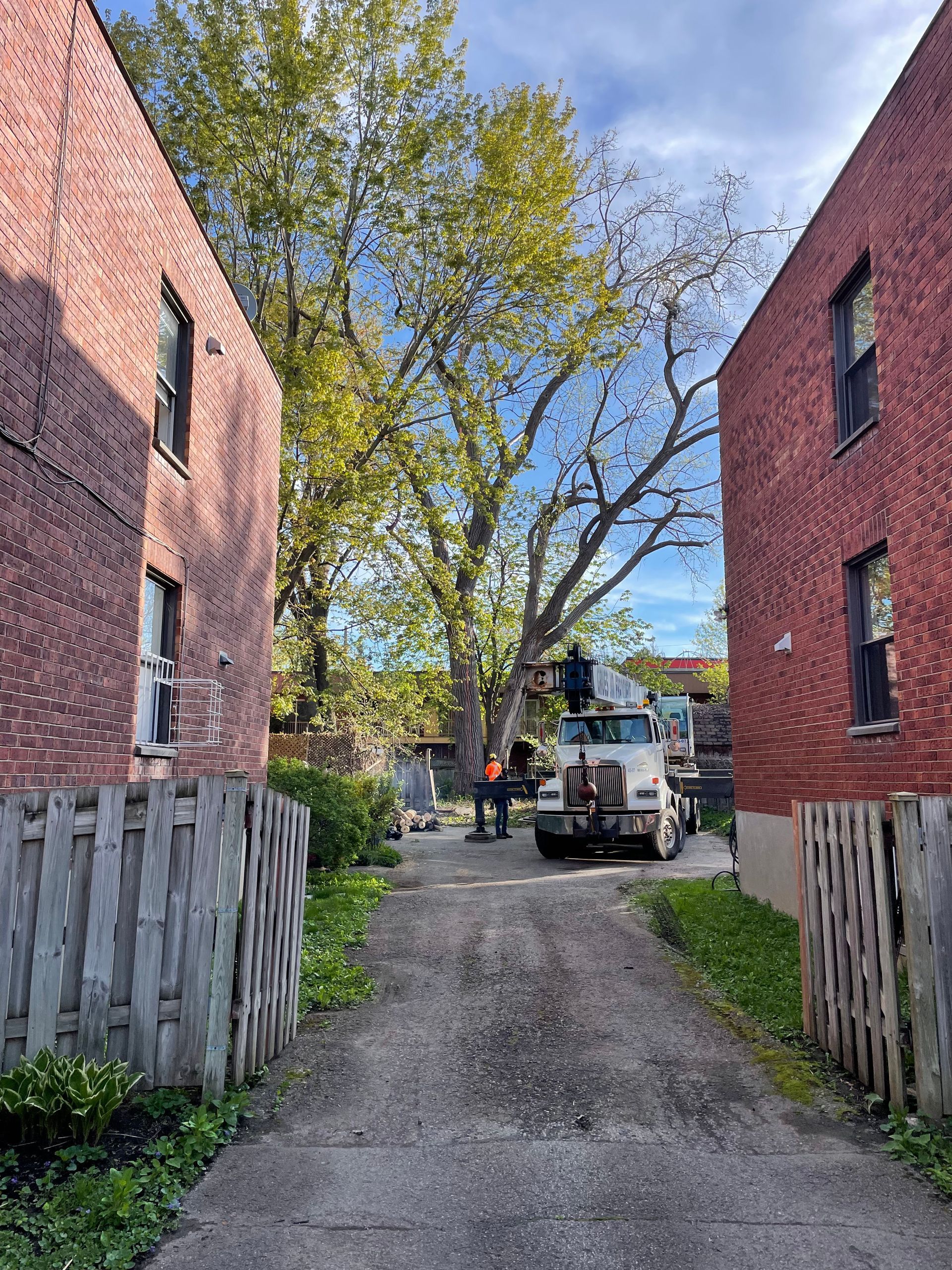 Un camion coupe un arbre entre deux bâtiments en briques.