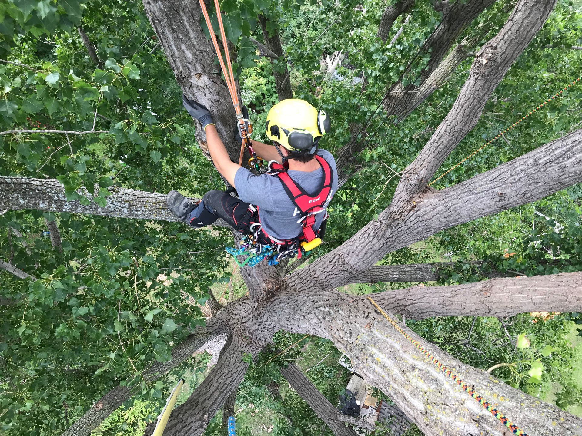 Un homme portant un casque grimpe à un arbre.