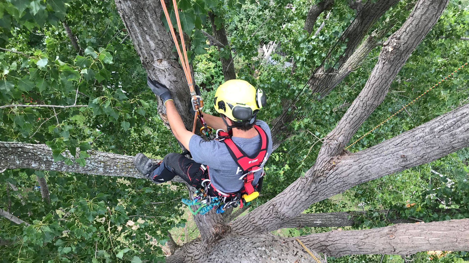 Arboriste en tenue de sécurité travaillant dans un arbre, utilisant des cordes et un harnais.