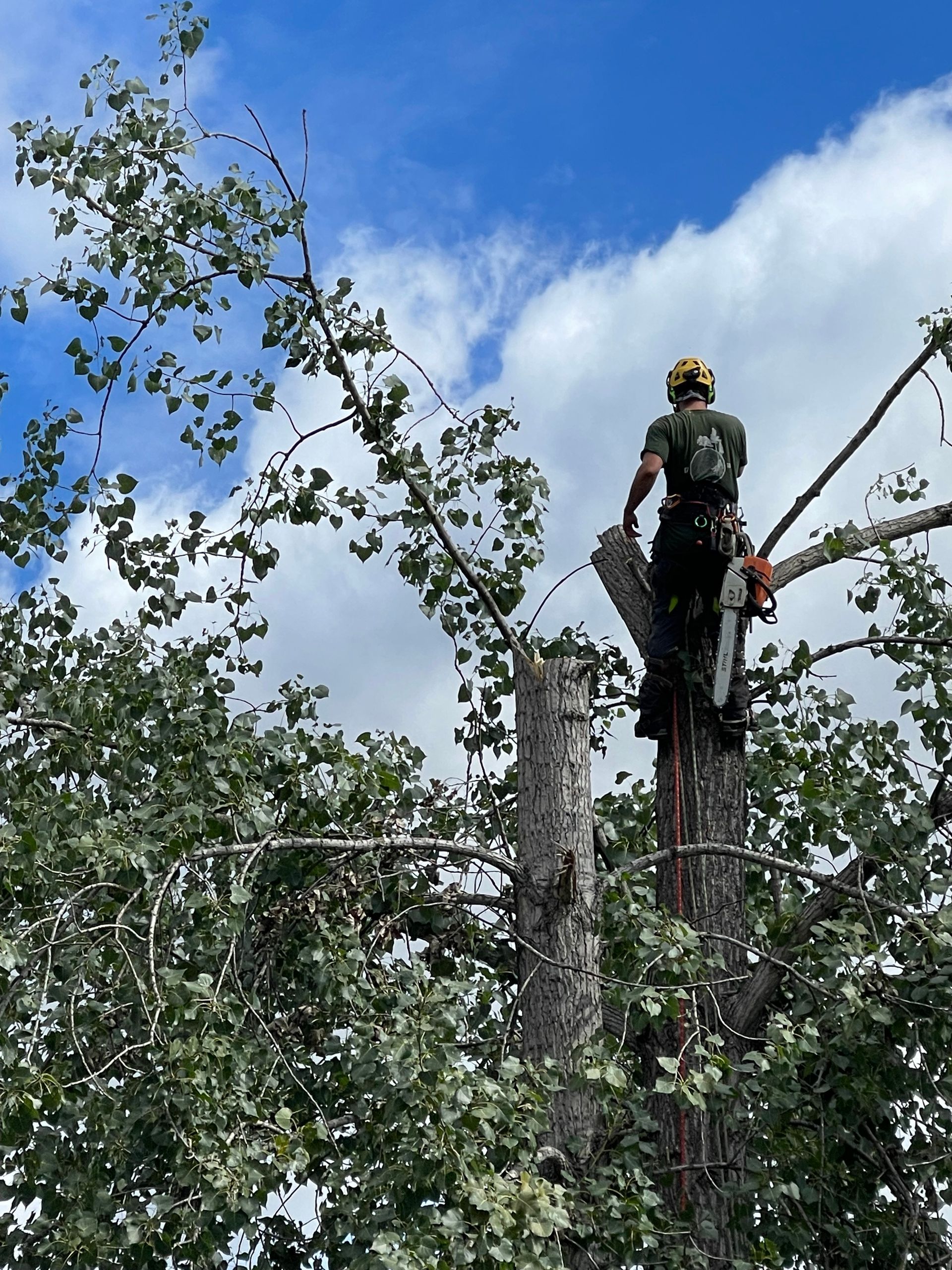 Un homme se tient debout au sommet d'une souche d'arbre.