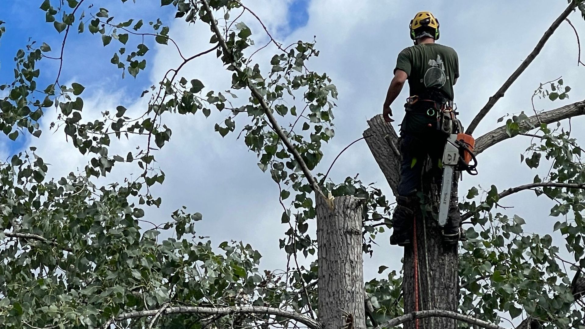 Un arboriste coupe une branche d'arbre à la tronçonneuse. Il porte un casque et un équipement de sécurité et travaille en hauteur dans l'arbre.