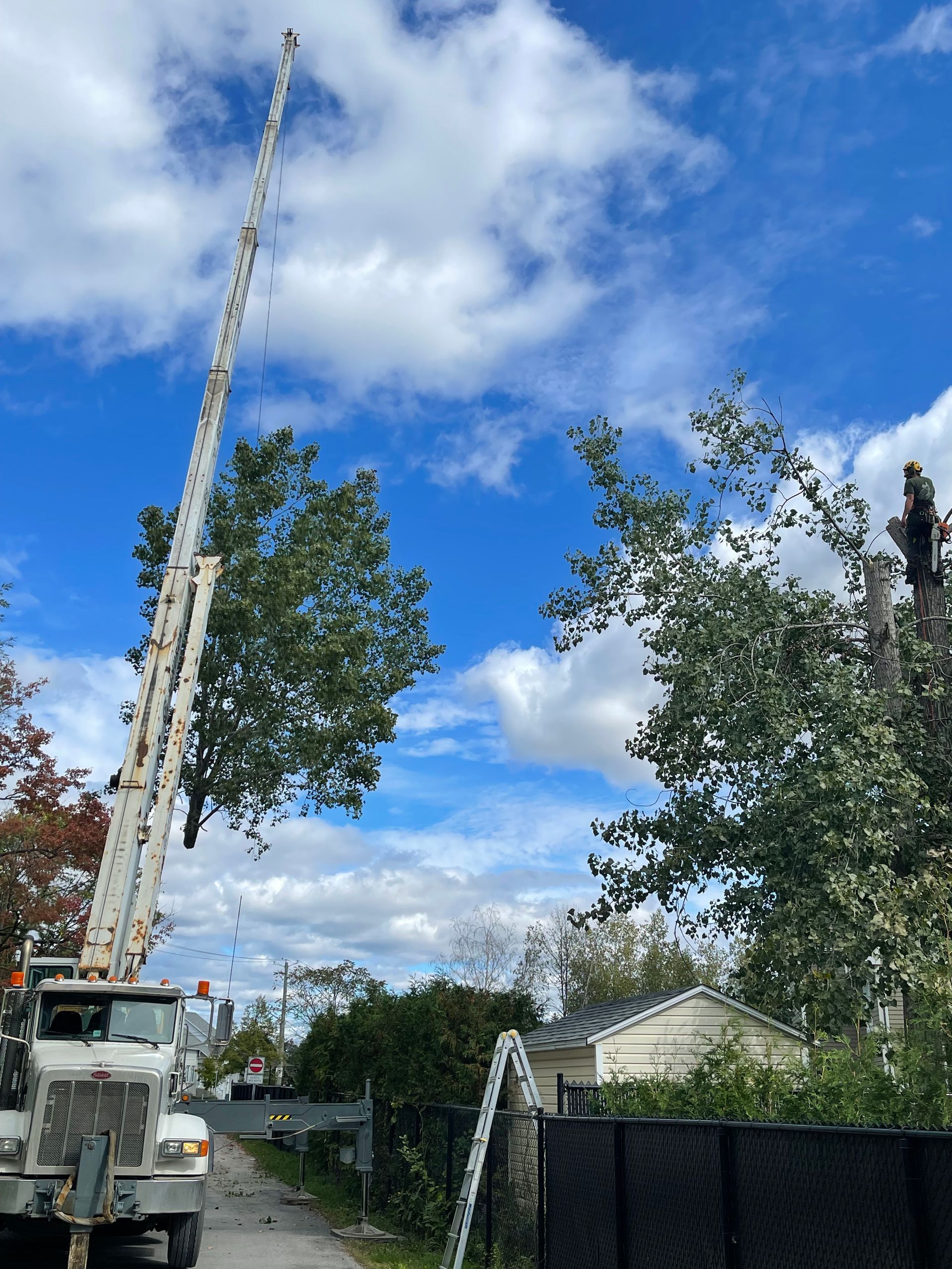 Un camion avec une grue attachée coupe un arbre.