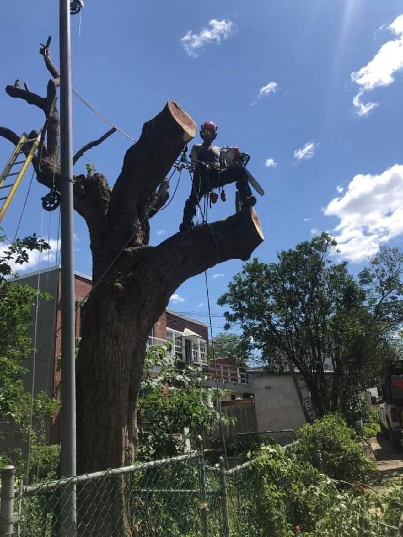 Un homme abat un arbre avec une tronçonneuse