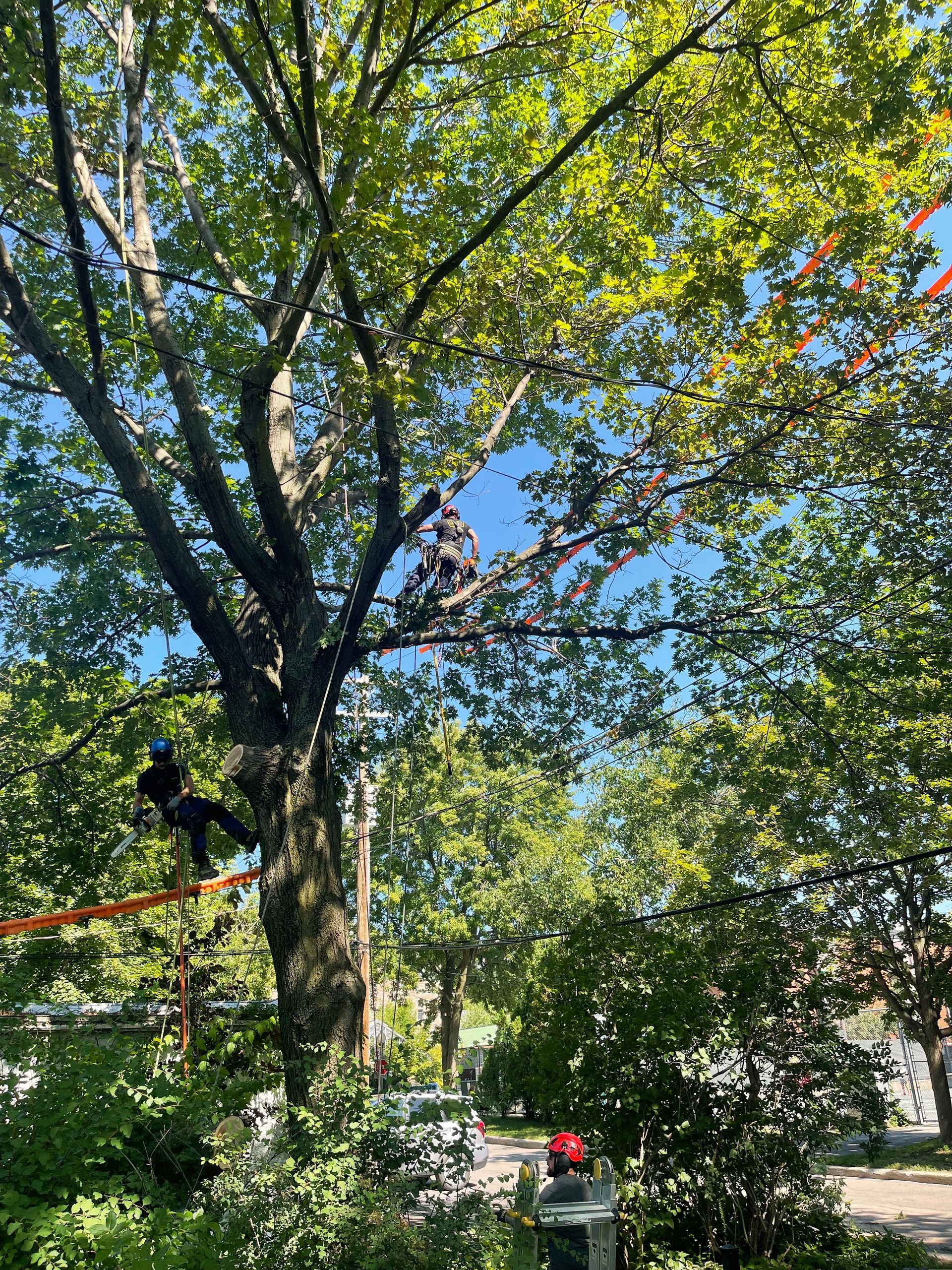 Un homme grimpe à un arbre dans un parc.
