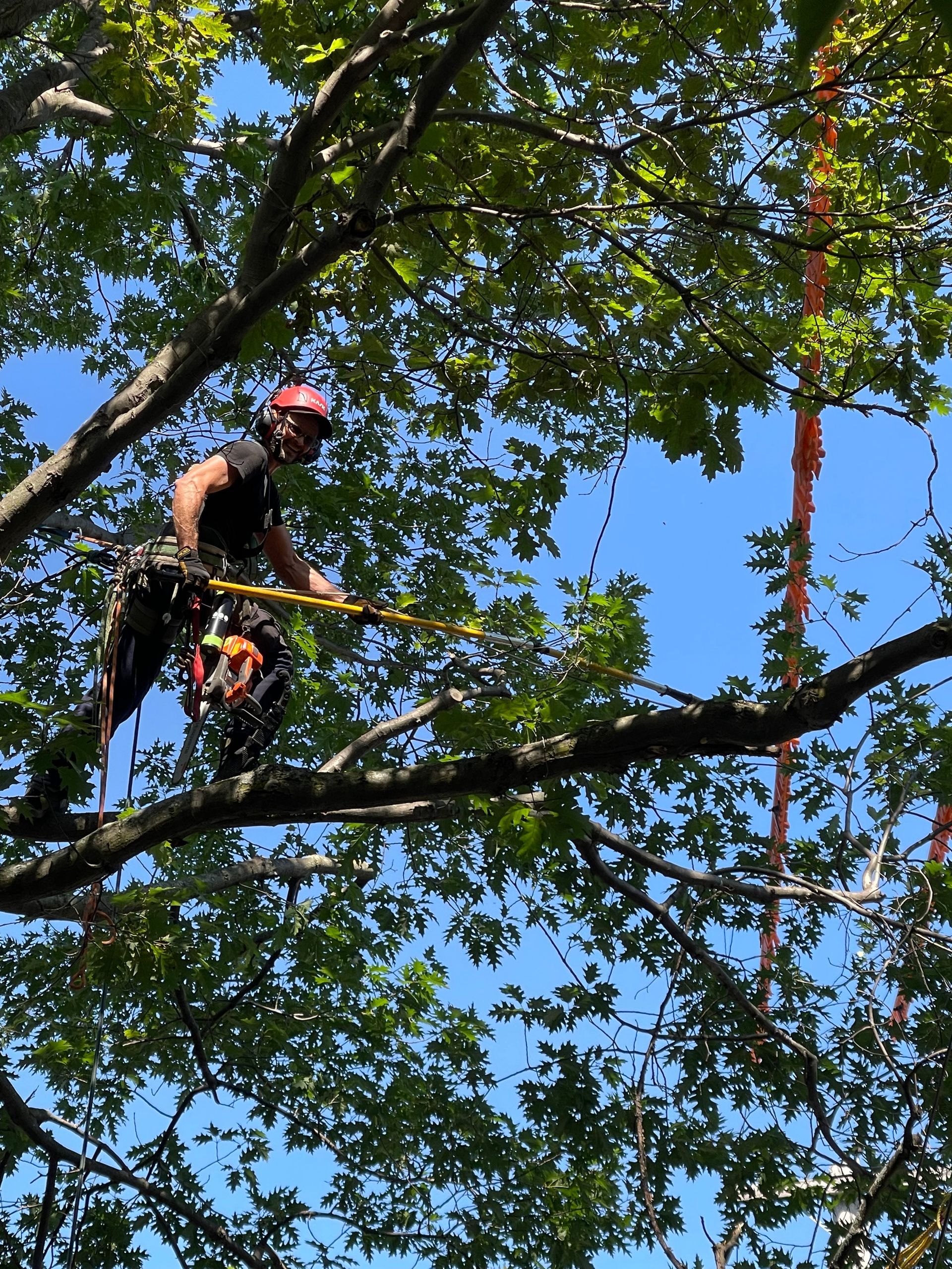 Un homme coupe une branche d'arbre avec une tronçonneuse
