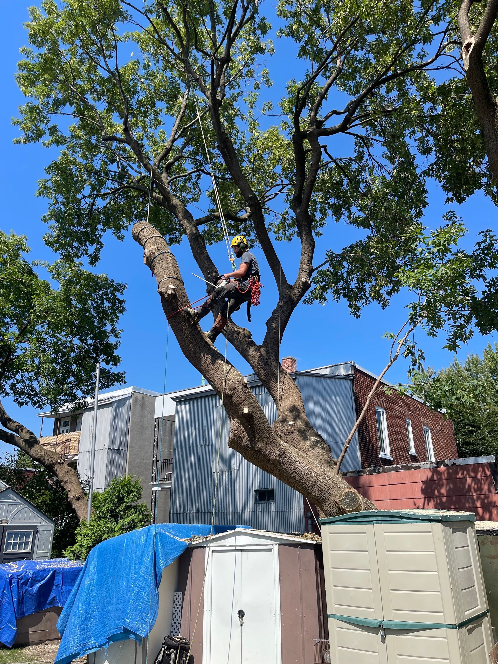 Un homme grimpe à un arbre devant un bâtiment.
