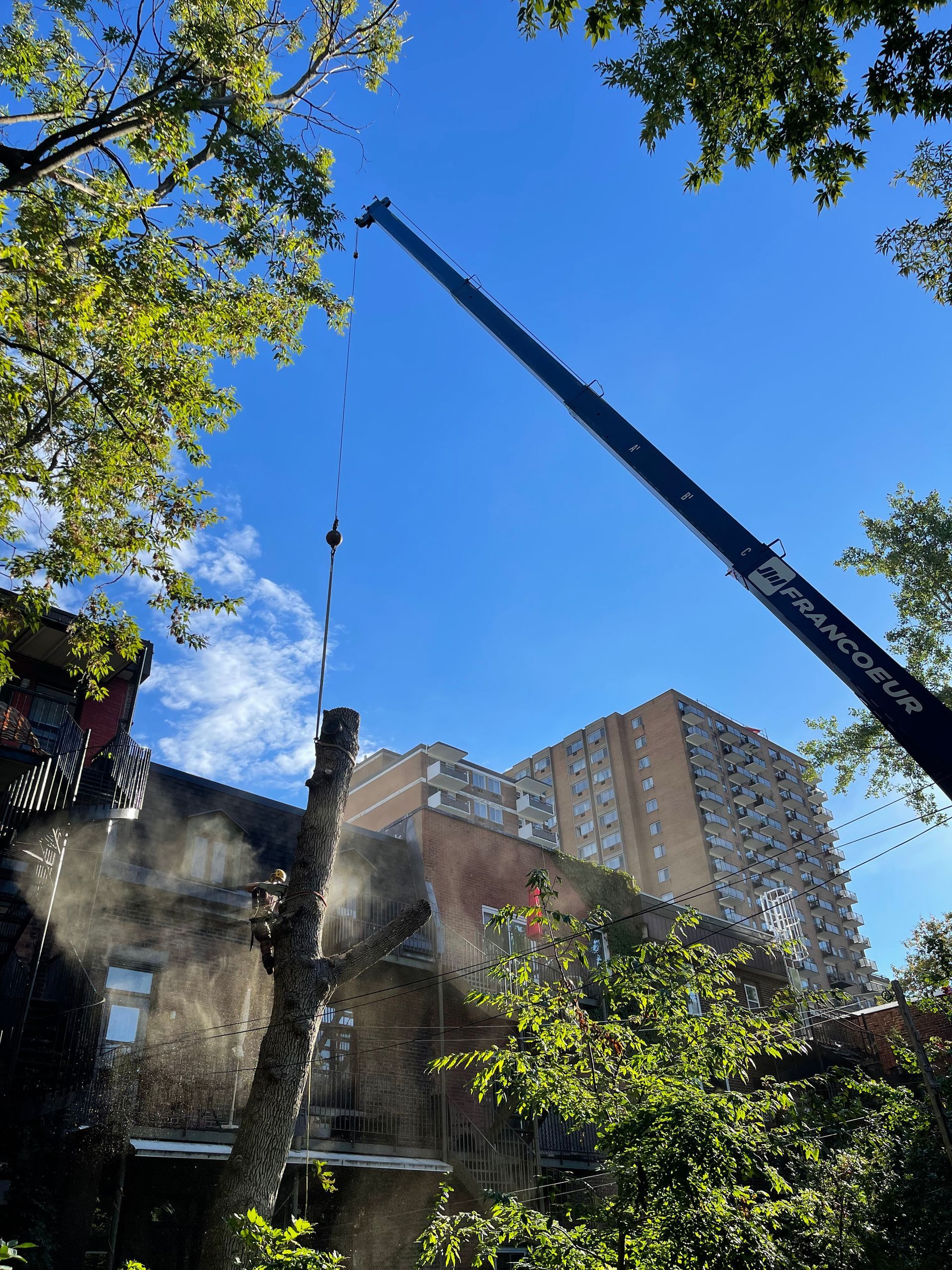 Une grue soulève un arbre devant un bâtiment