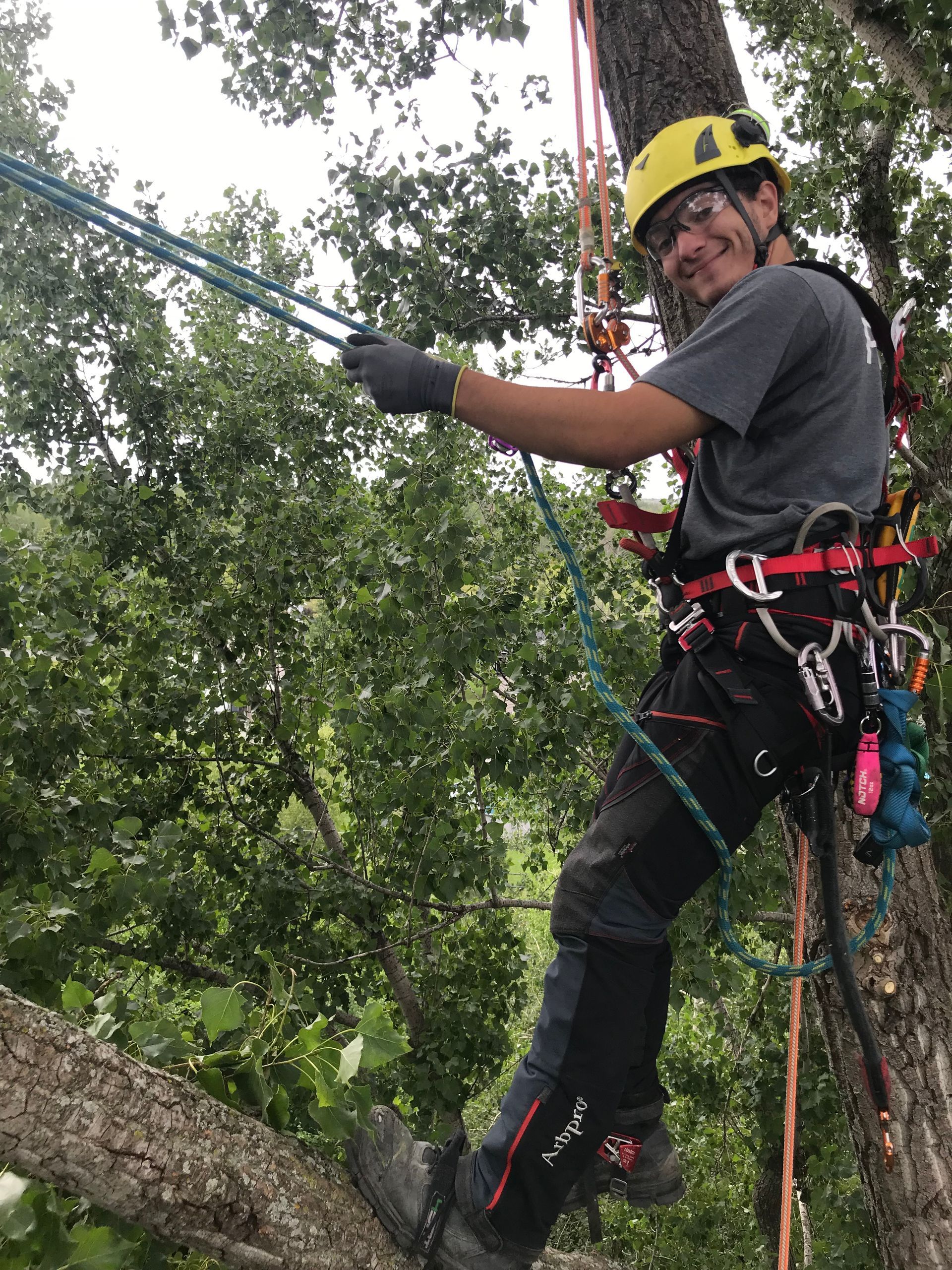 Un homme grimpe à un arbre avec une corde.