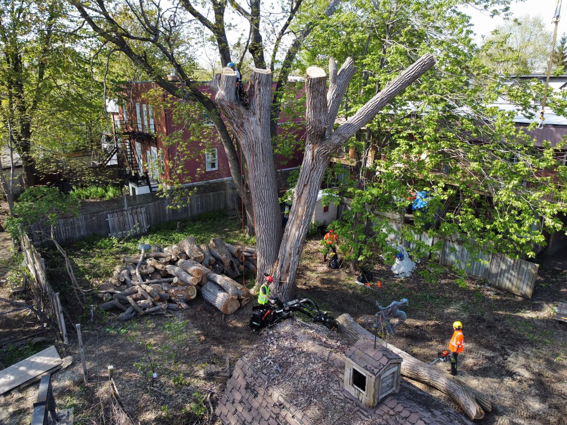 Une vue aérienne d'un arbre en train d'être abattu dans une cour arrière.