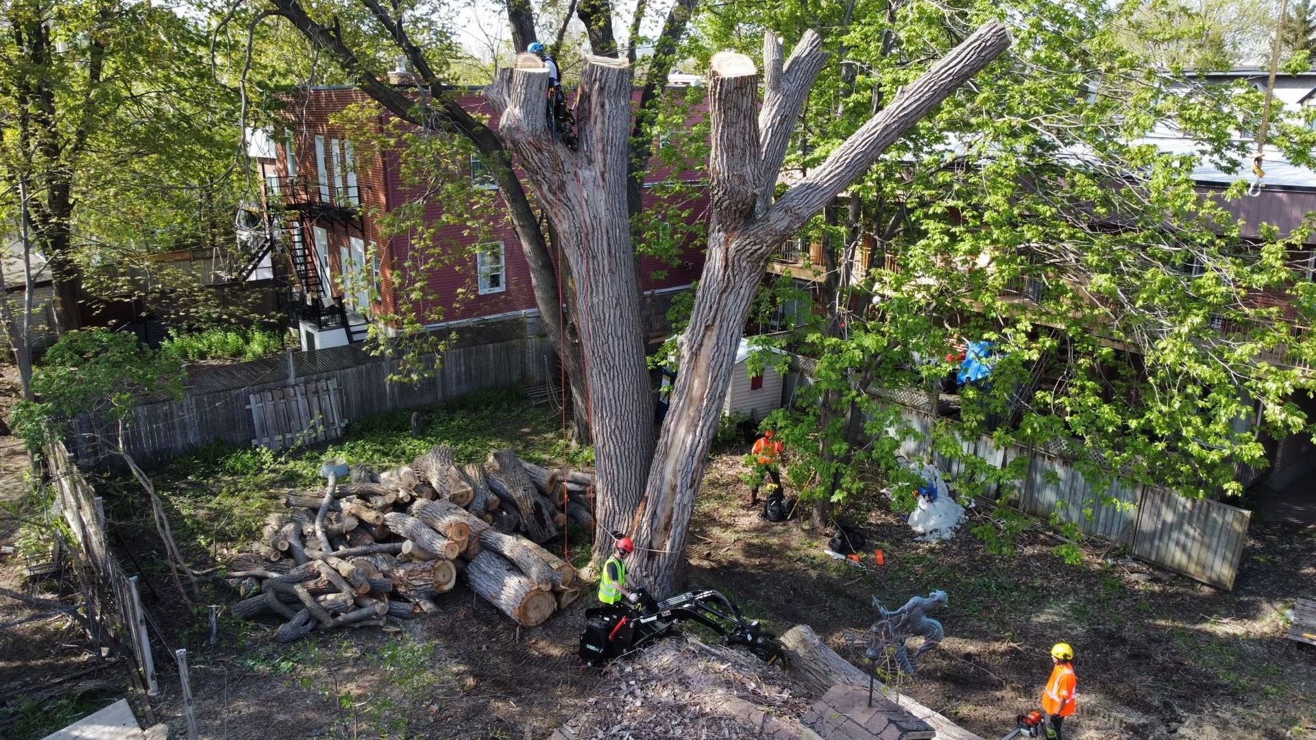 Une équipe élague un arbre dans une cour, des bûches coupées sont disposées devant.