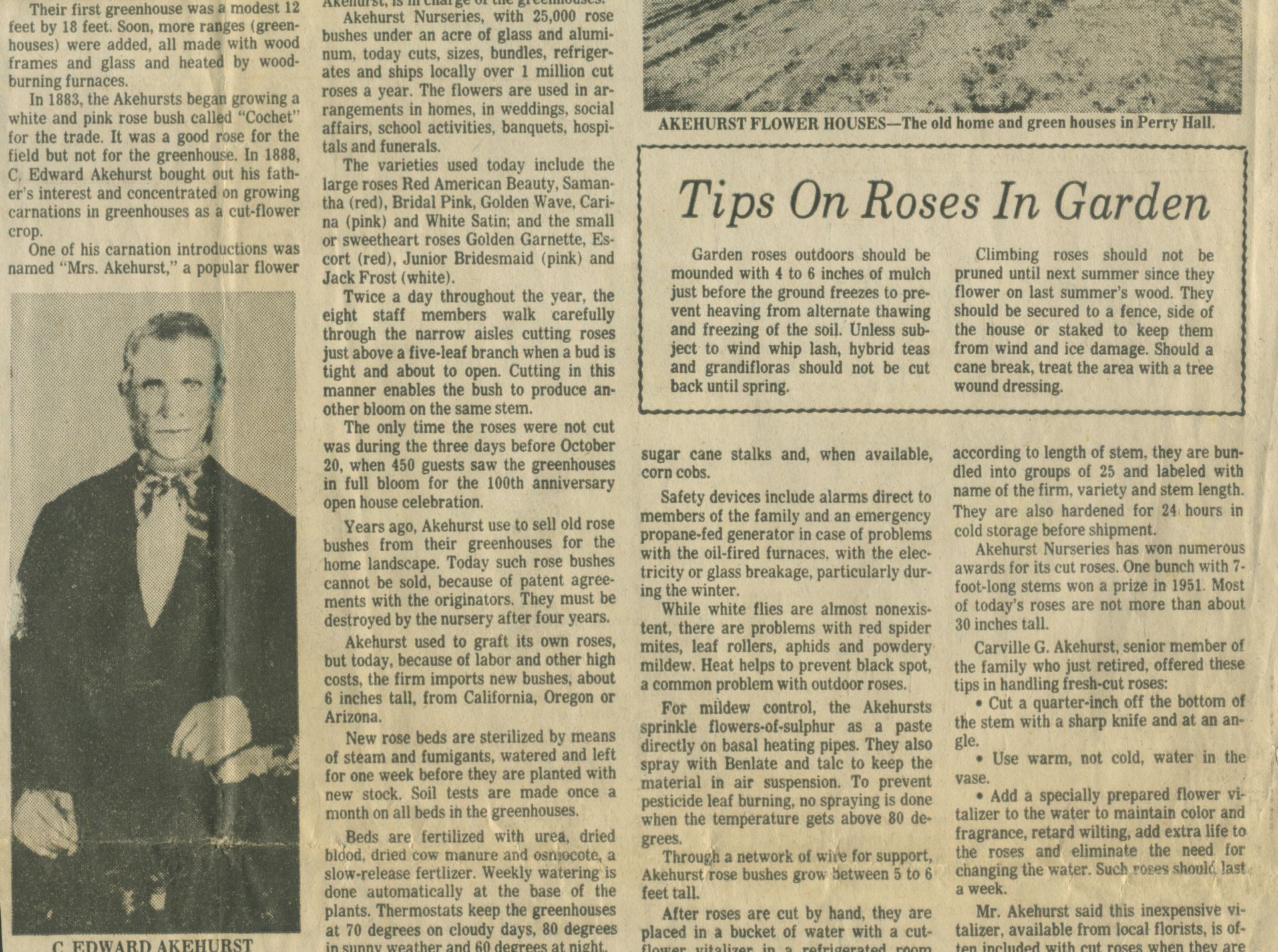 newspaper clipping of Company history as rose gardeners (part 2.)