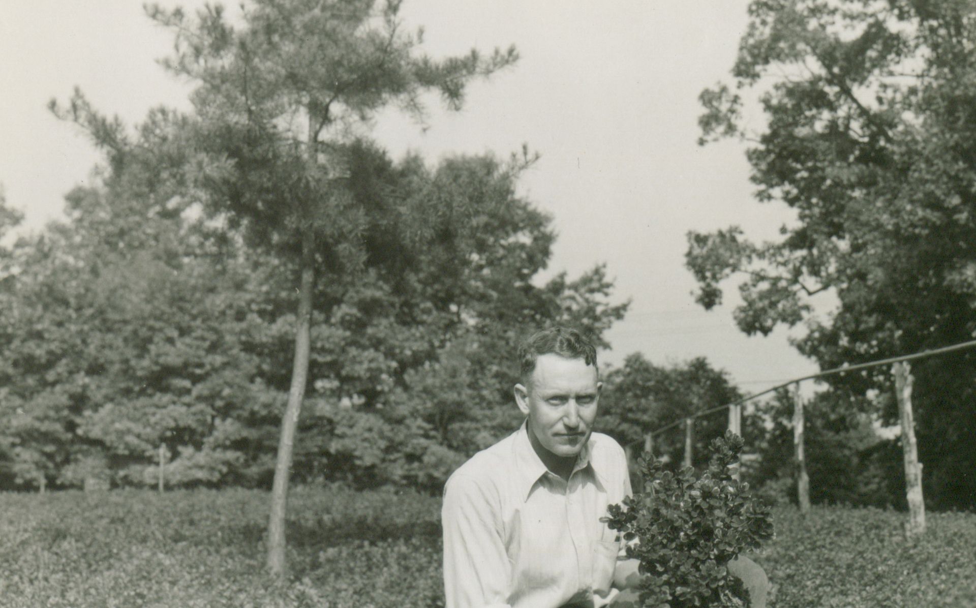historical photo of plantmen holding a shrub