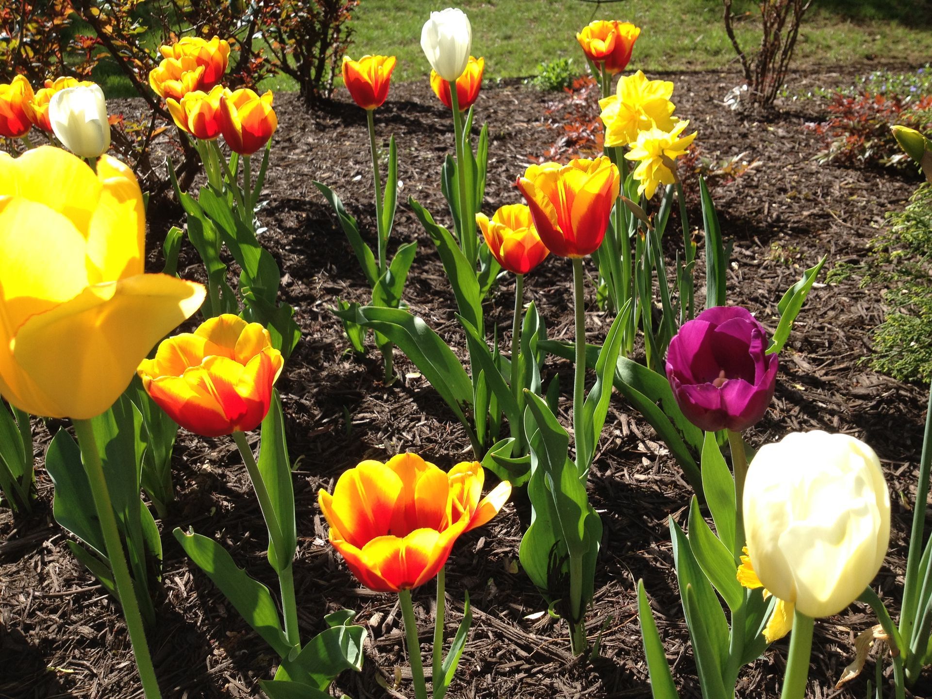Planted flowers