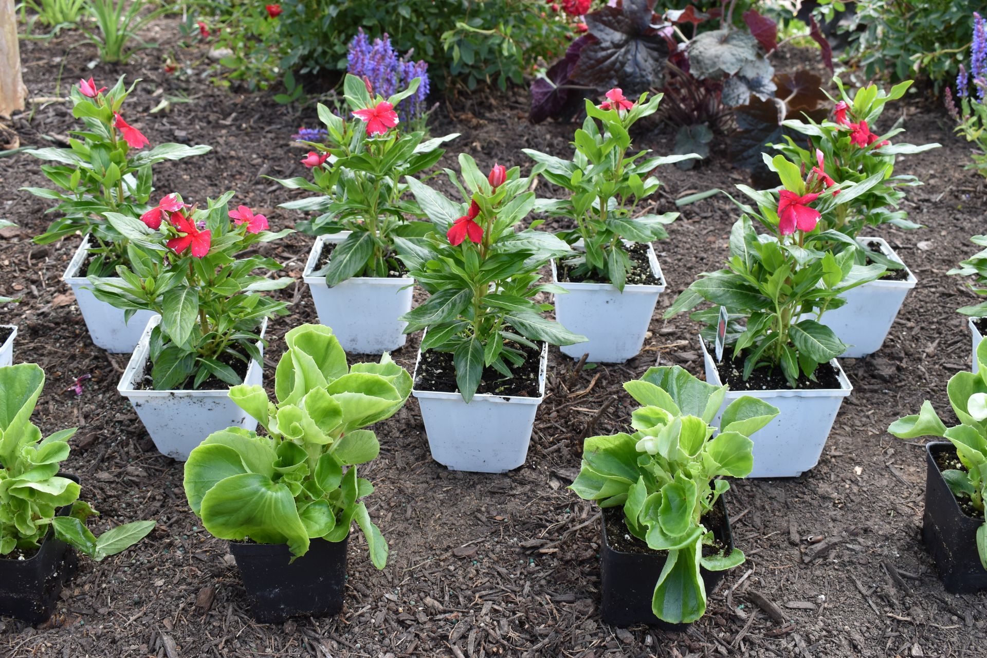 annual flowers in pots ready for planting