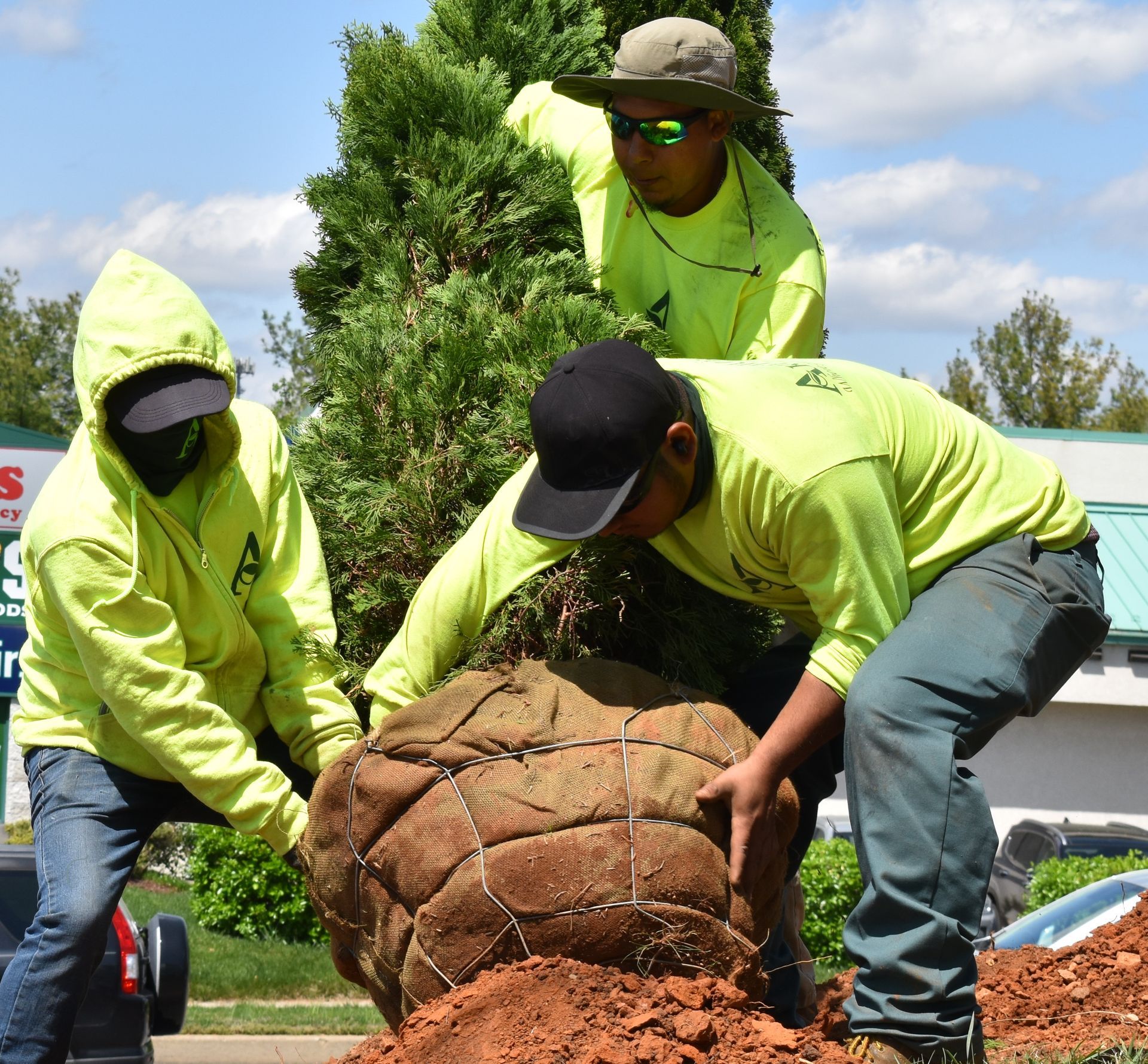 three men planting a pine tree.