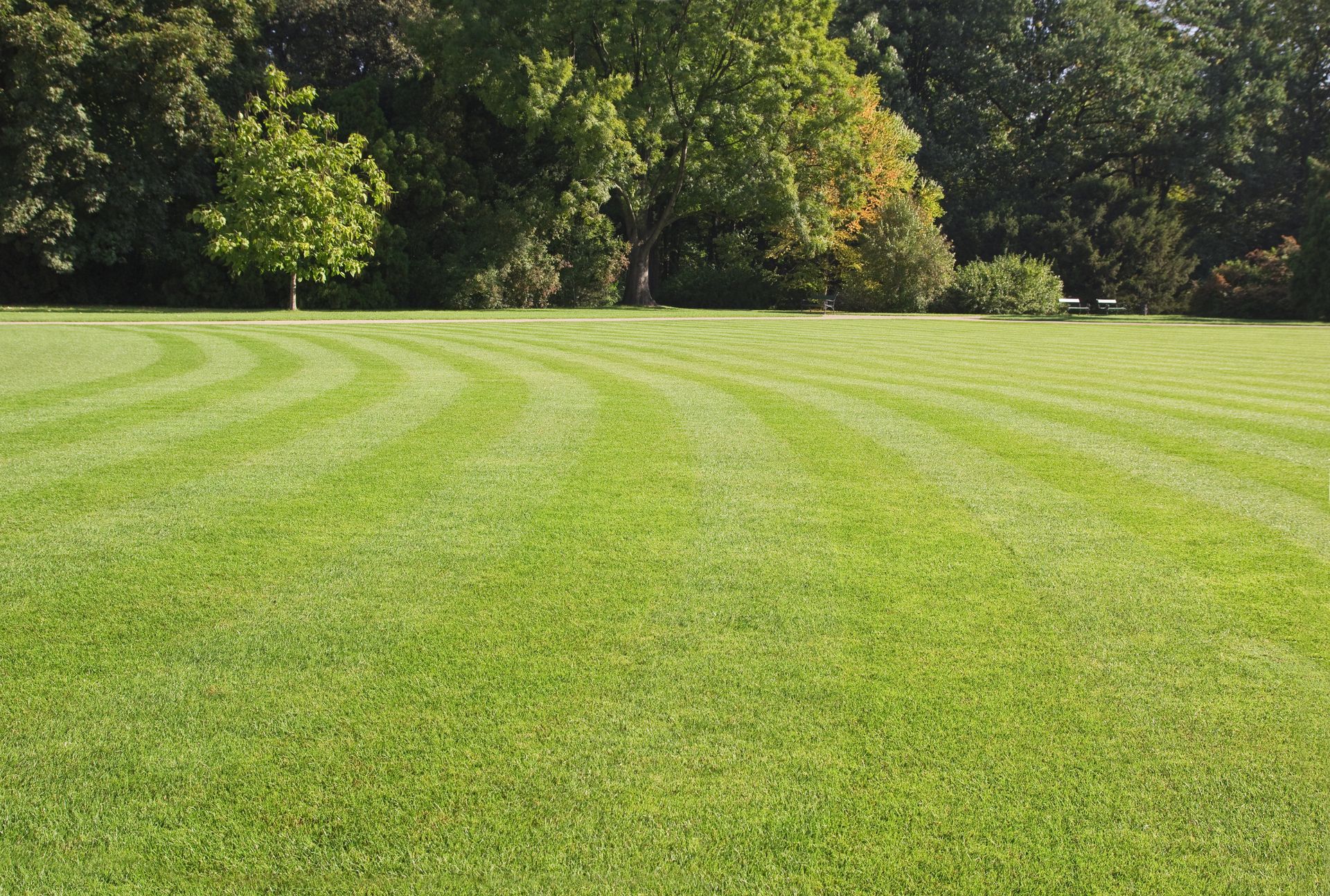 Open field lawn