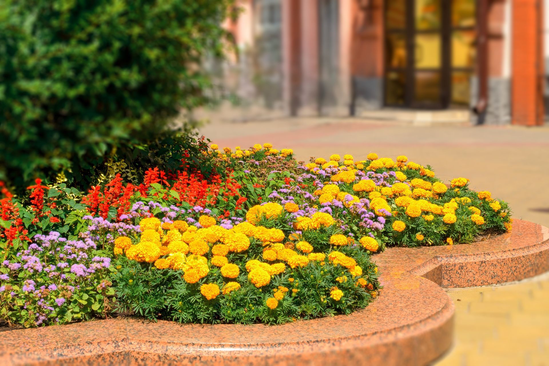 flower bed with a blurred background