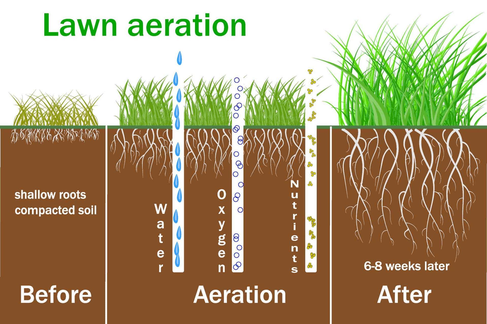 Lawn aeration graphic, before and after.