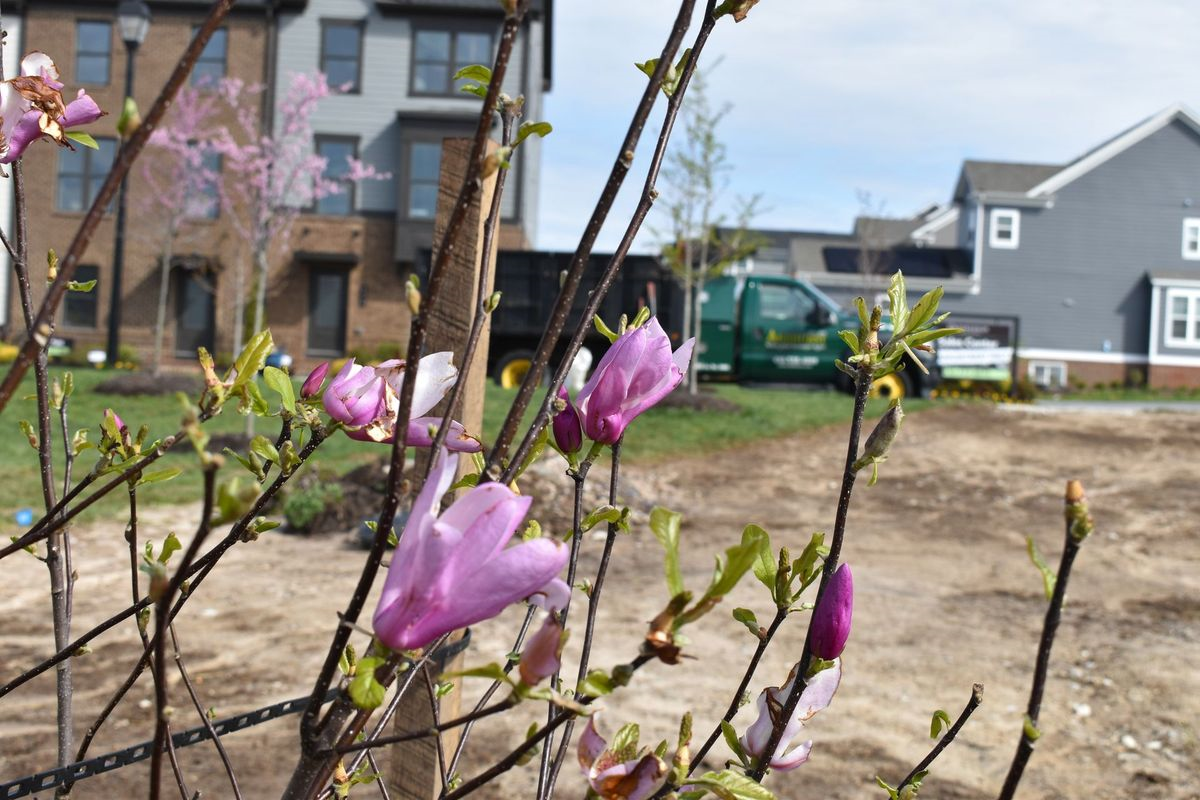 A bunch of purple flowers are growing on a tree in front of a building.