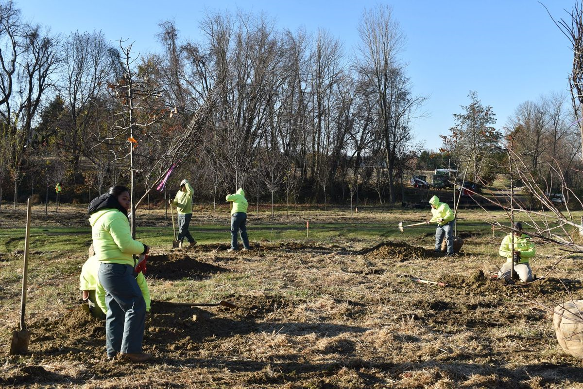 A group of people are planting trees in a field.