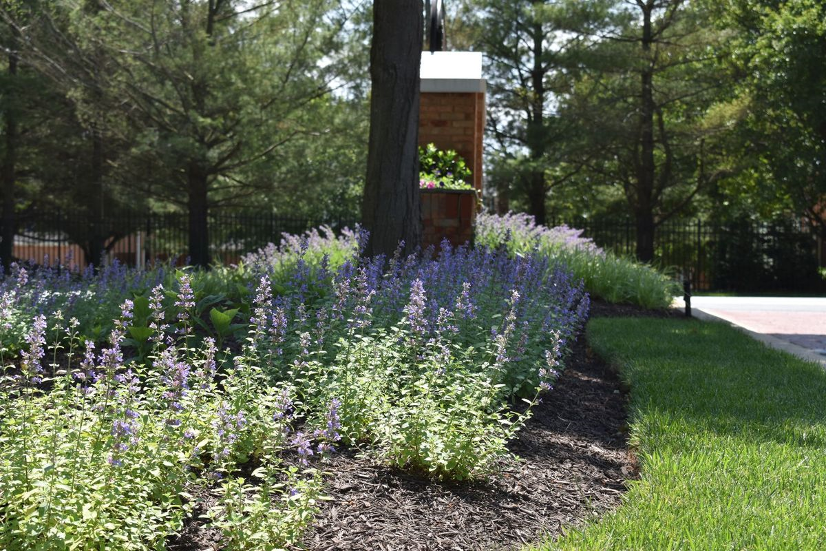 A lush green lawn with purple flowers and a brick building in the background.