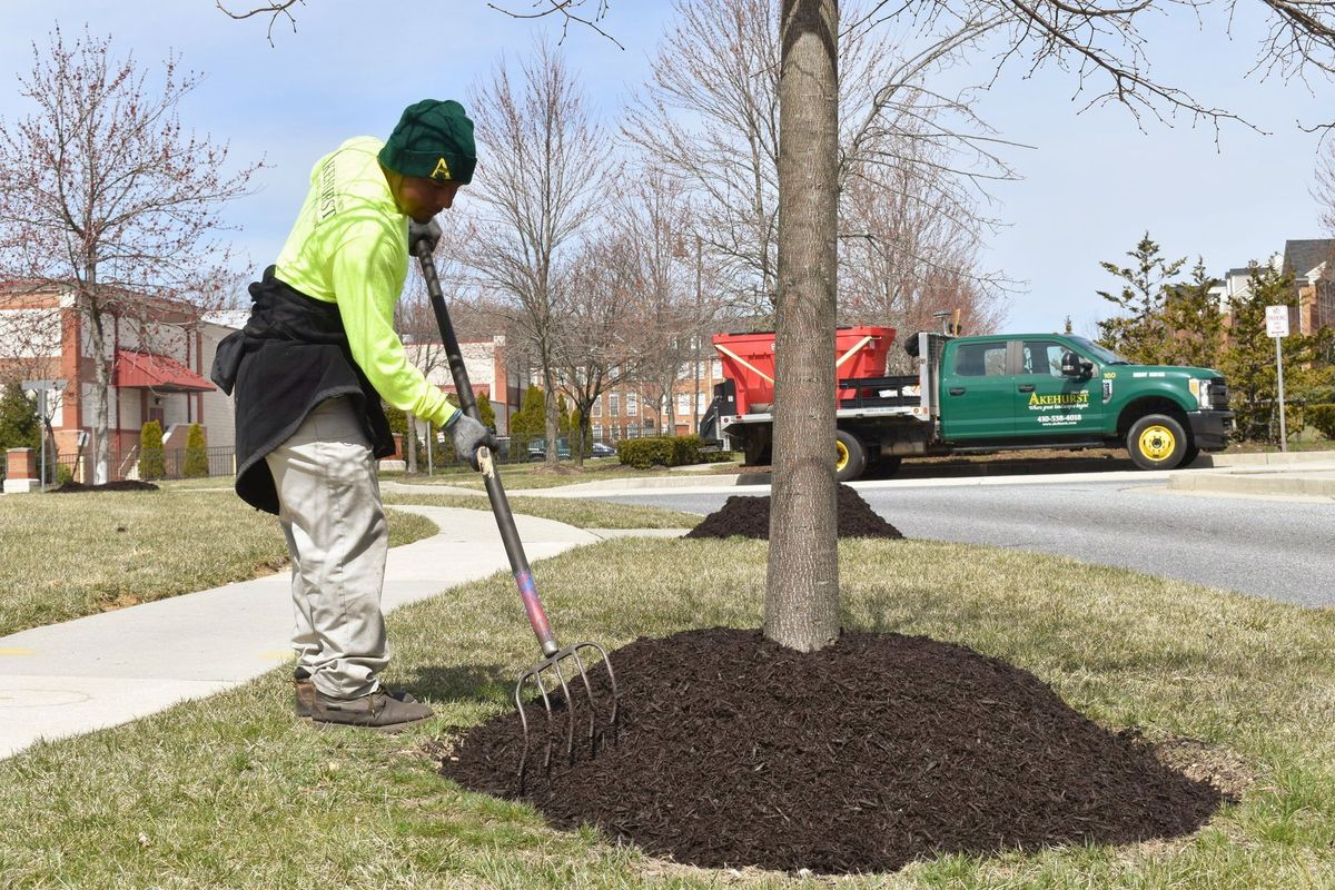 A man is raking mulch around a tree in front of a truck.