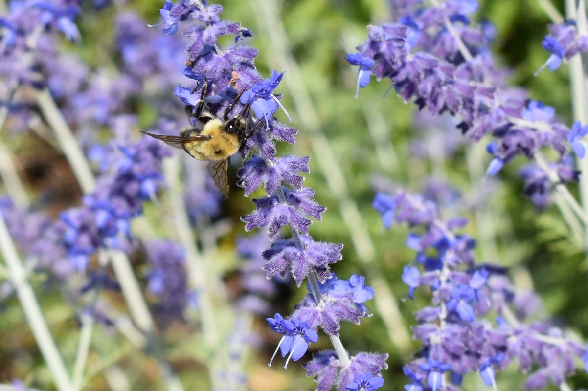 A close up of a bee on a purple flower.