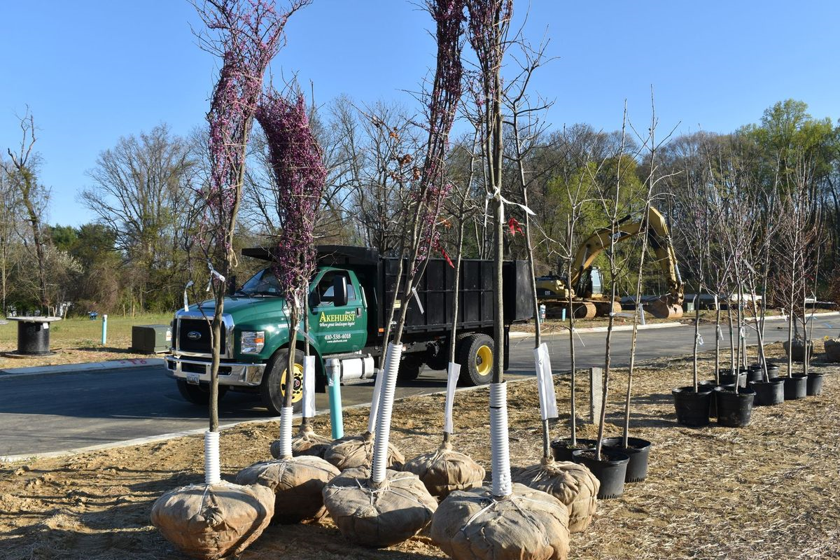 A green truck is parked next to a row of potted trees.