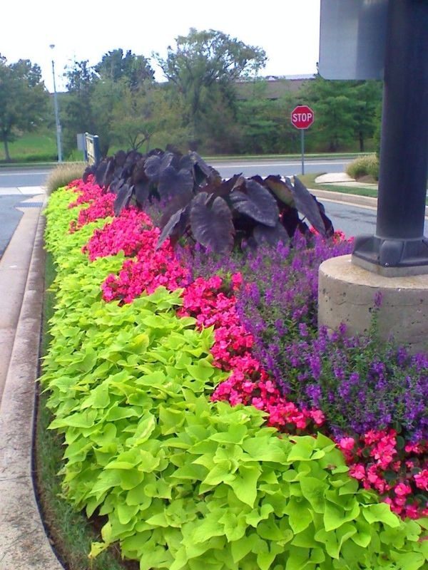 A stop sign is in the background of a flower bed
