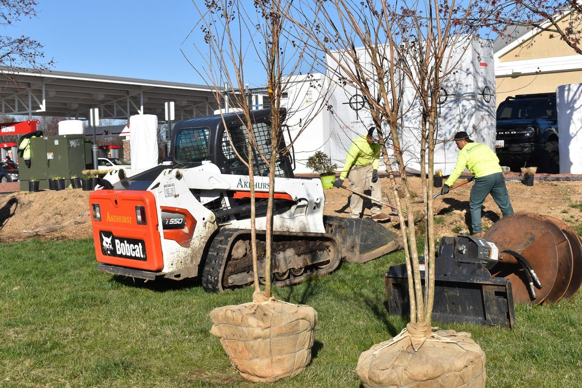 A bobcat is being used to plant trees in a yard.
