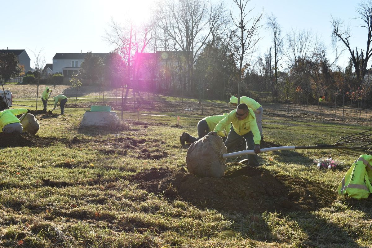 A group of people are planting trees in a field.