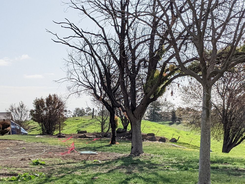 Tree Inspection Vacaville, CA Affordable Arborists