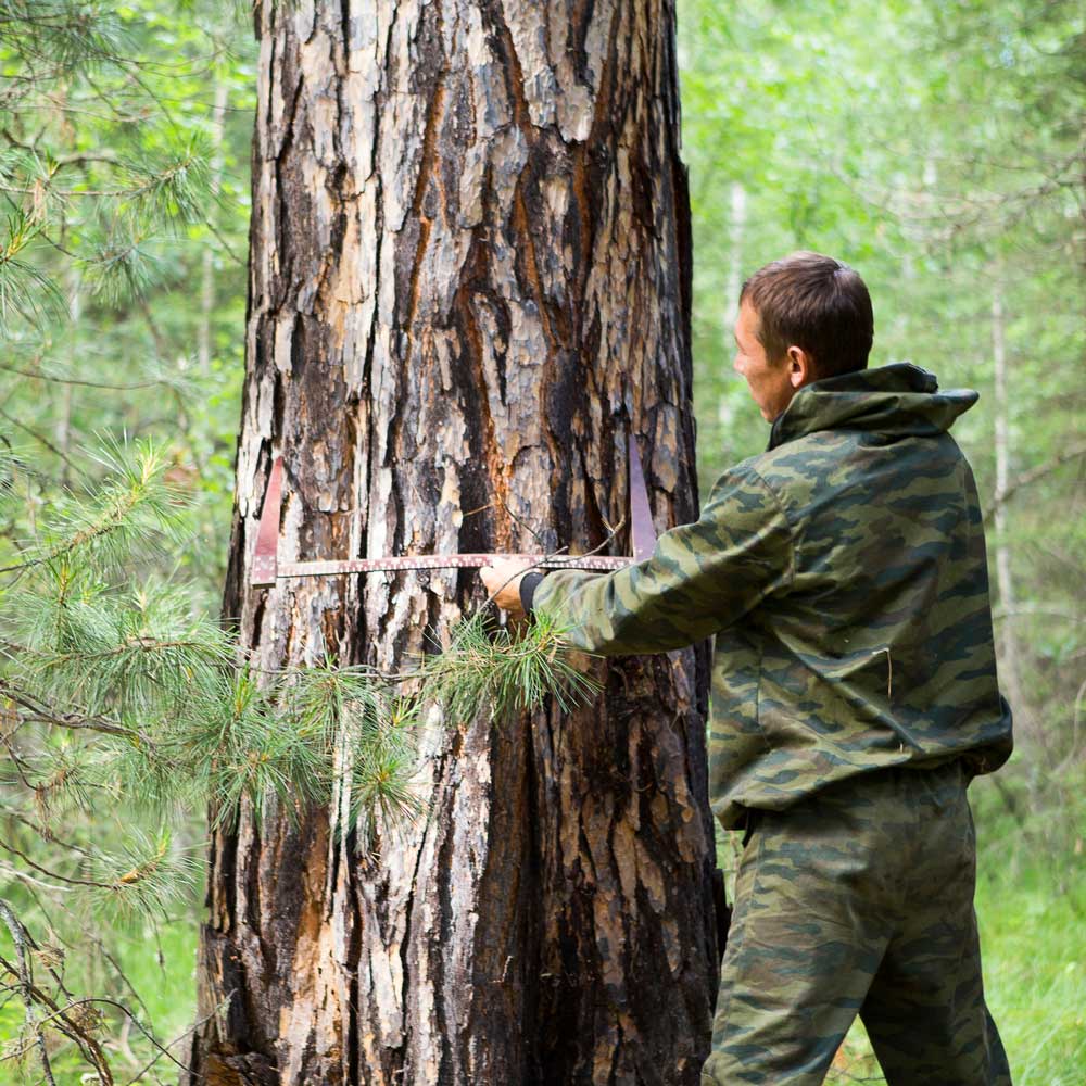Tree Company Vacaville, CA Affordable Arborists