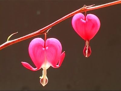 Two bright pink, heart-shaped bleeding heart flowers hanging from a slender stem against a soft, dark background.