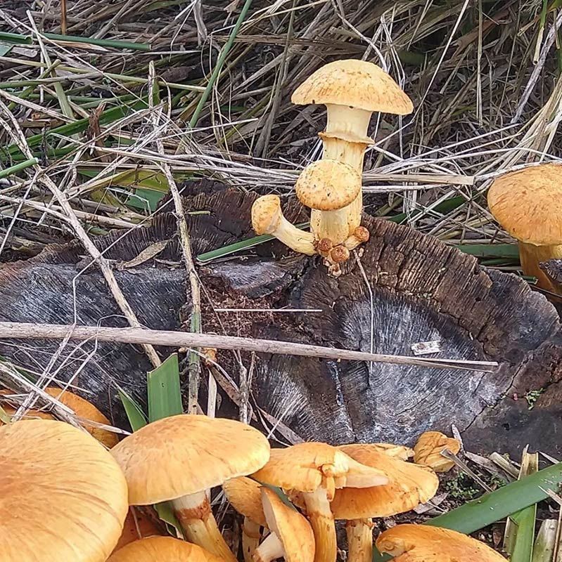 A Bunch of Mushrooms Are Growing on a Tree Stump — The Molecule Mentor in Lorn, NSW