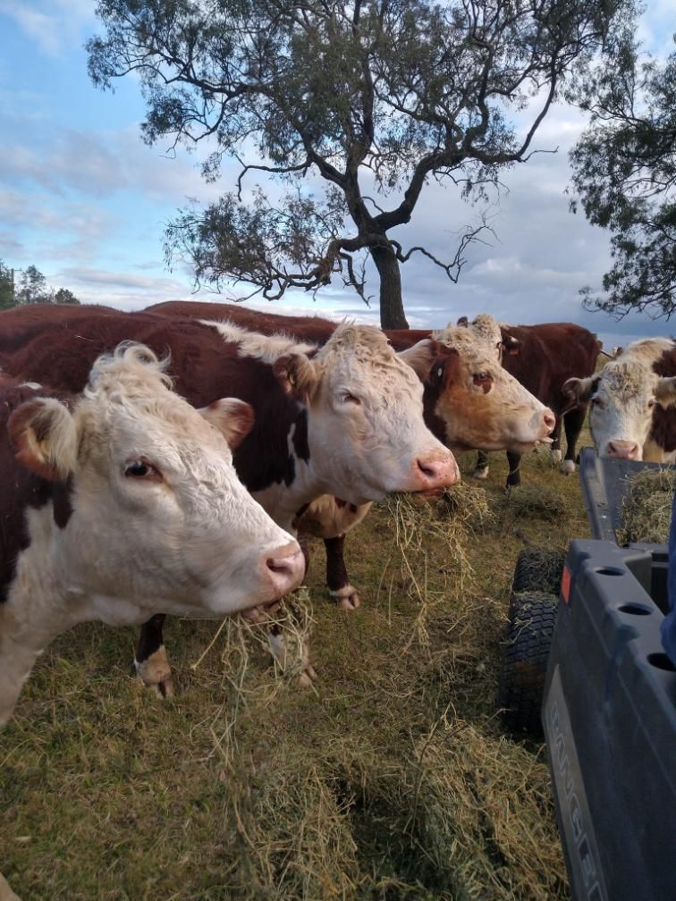 A Herd of Cows Standing in a Field Looking at the Camera — The Molecule Mentor in Lorn, NSW