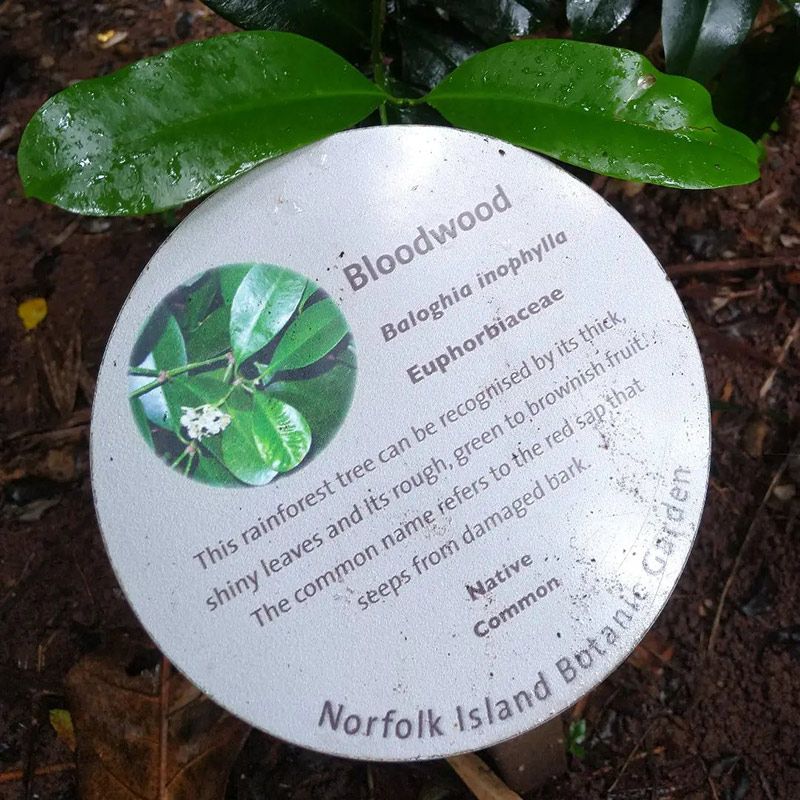 A Sign With a Picture of a Tree Called Bloodwood — The Molecule Mentor in Lorn, NSW
