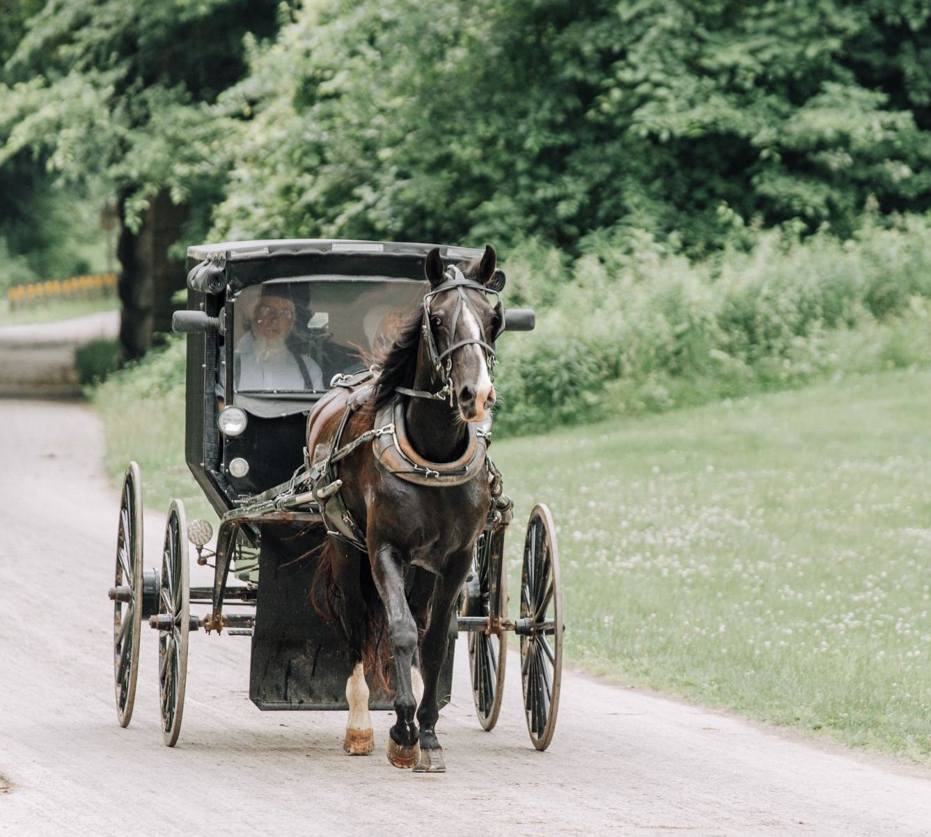 A black horse pulls a dark buggy along a gravel road, surrounded by trees and greenery.