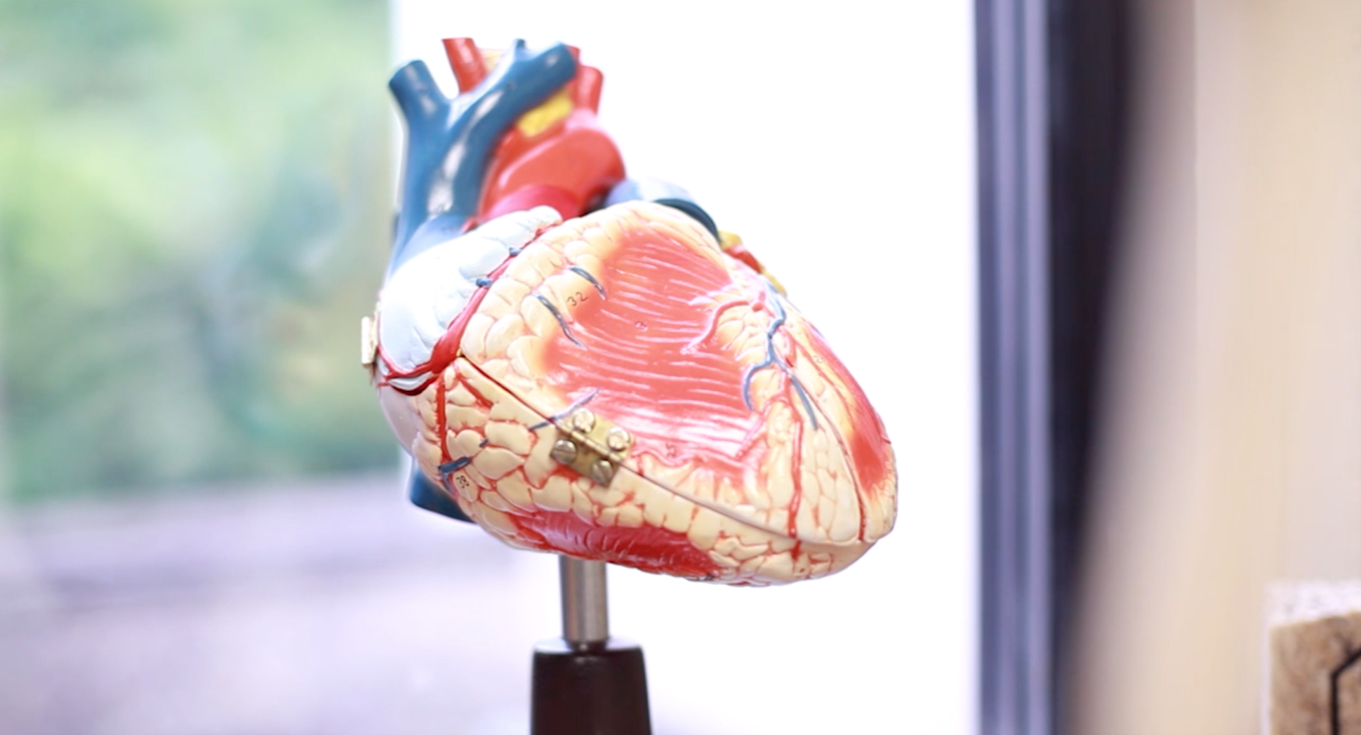 Model of a human heart, showing chambers and blood vessels in red, blue, and yellow, on a stand in front of a blurred window.