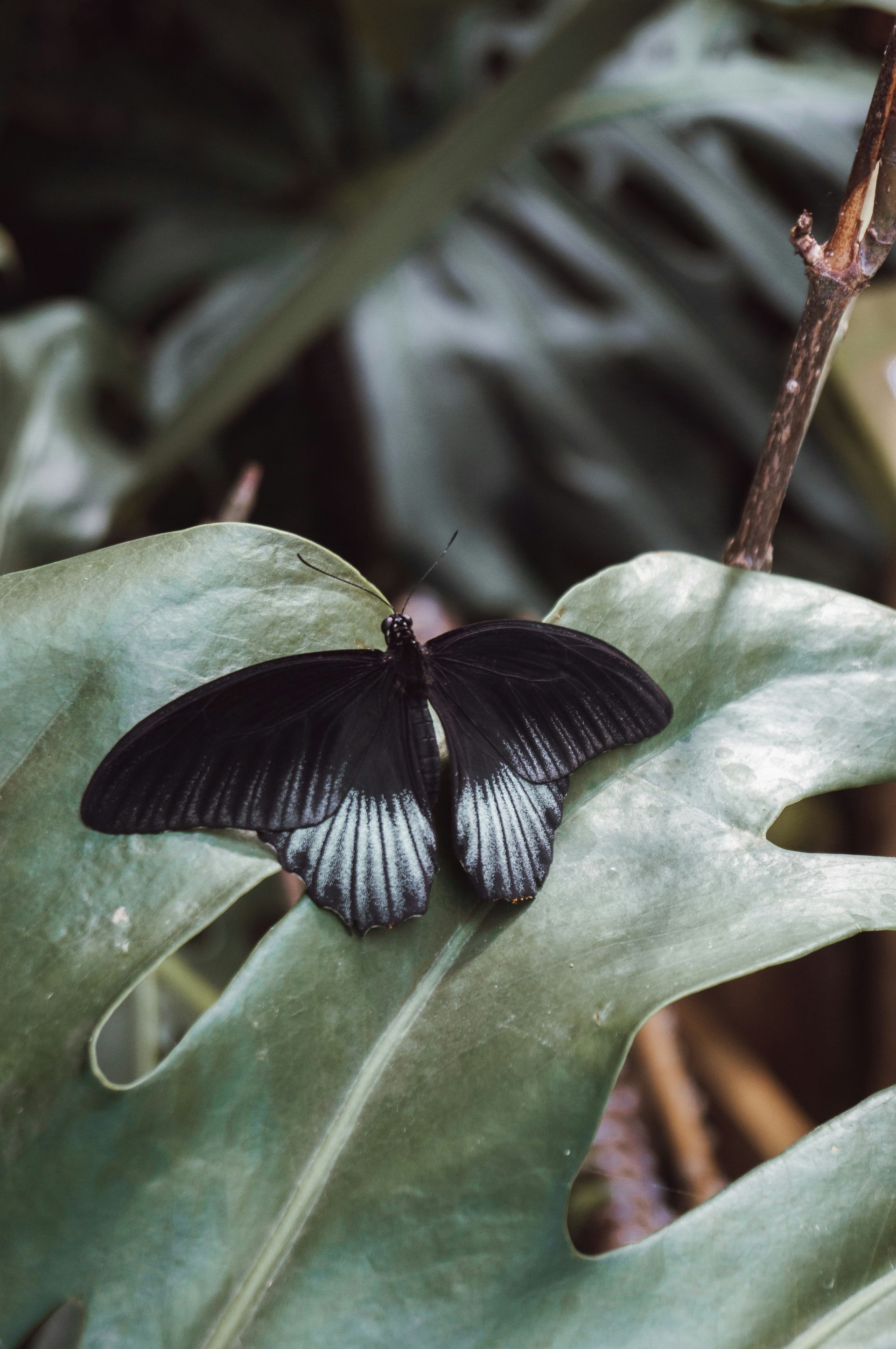 Black butterfly with white markings on a green leaf.