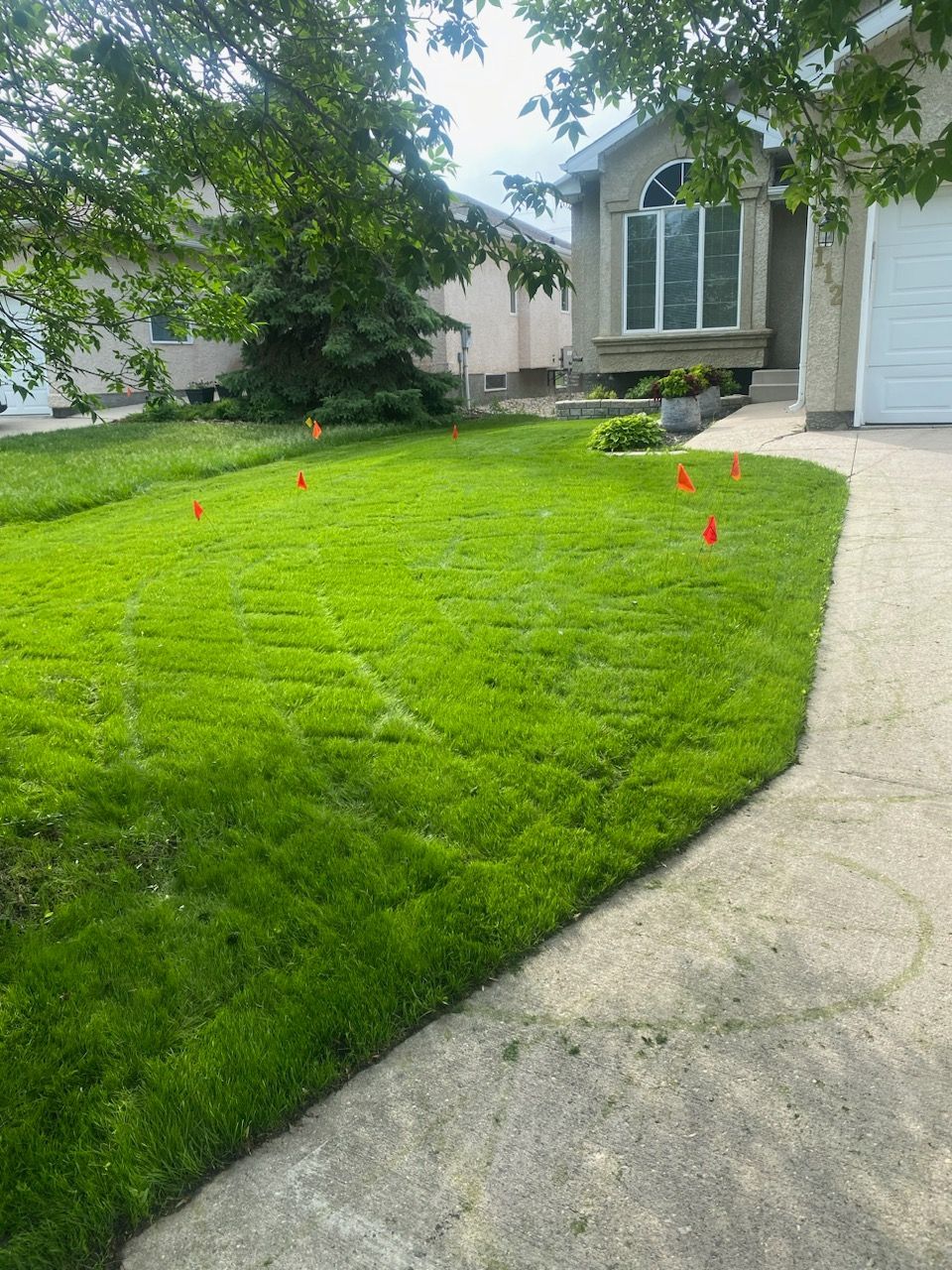 Hydroseeding vs sod - cost-effective lawn solution
