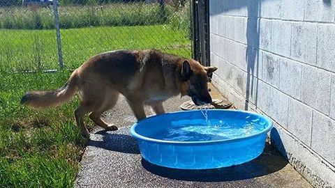 Shepherd dog playing water - Pet Care in Eugene, Oregon
