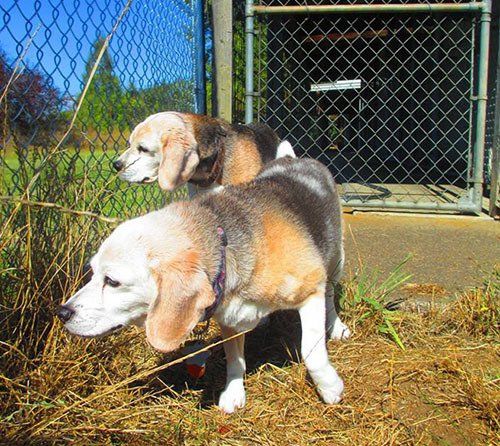 Dogs at the Background - Pet Boarding & Kennels in Eugene, Oregon