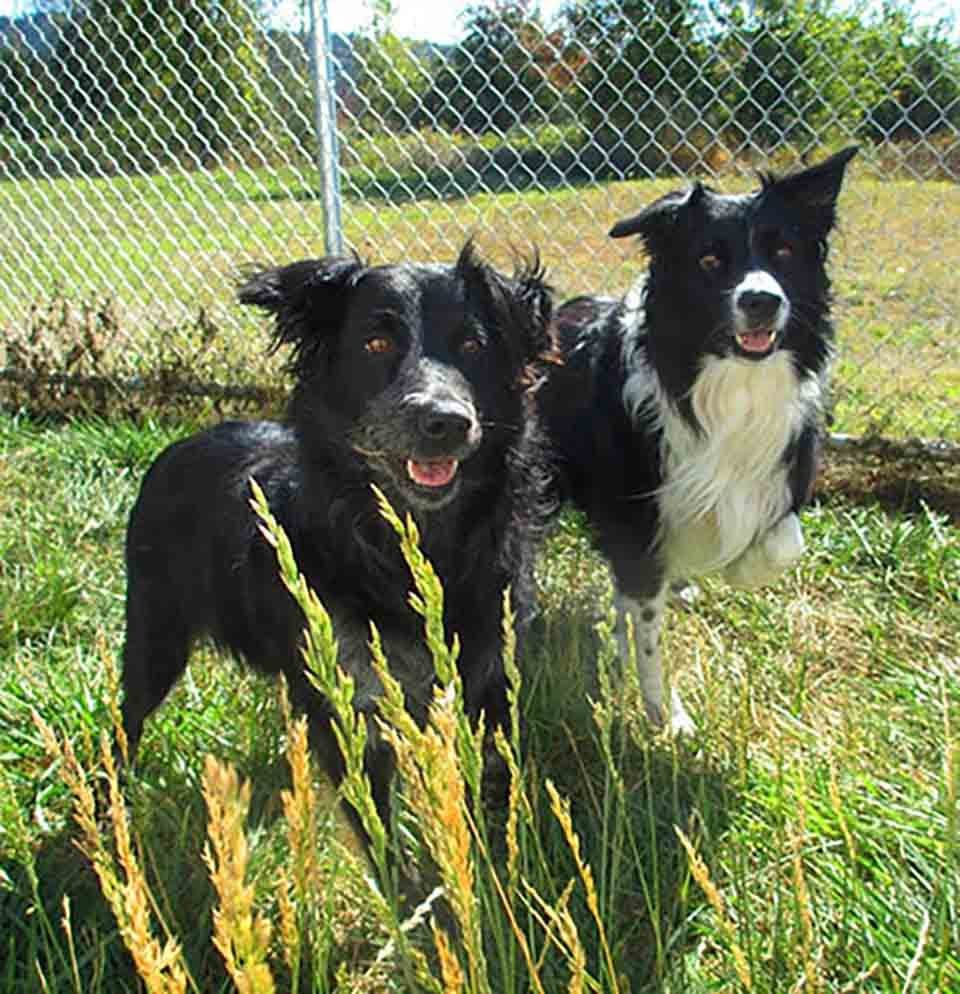 Dog and Cat Boarding Eugene, Oregon Holiday Kennel