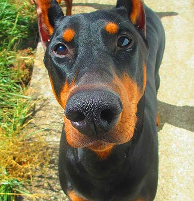 Dog and Cat Boarding Eugene, Oregon Holiday Kennel