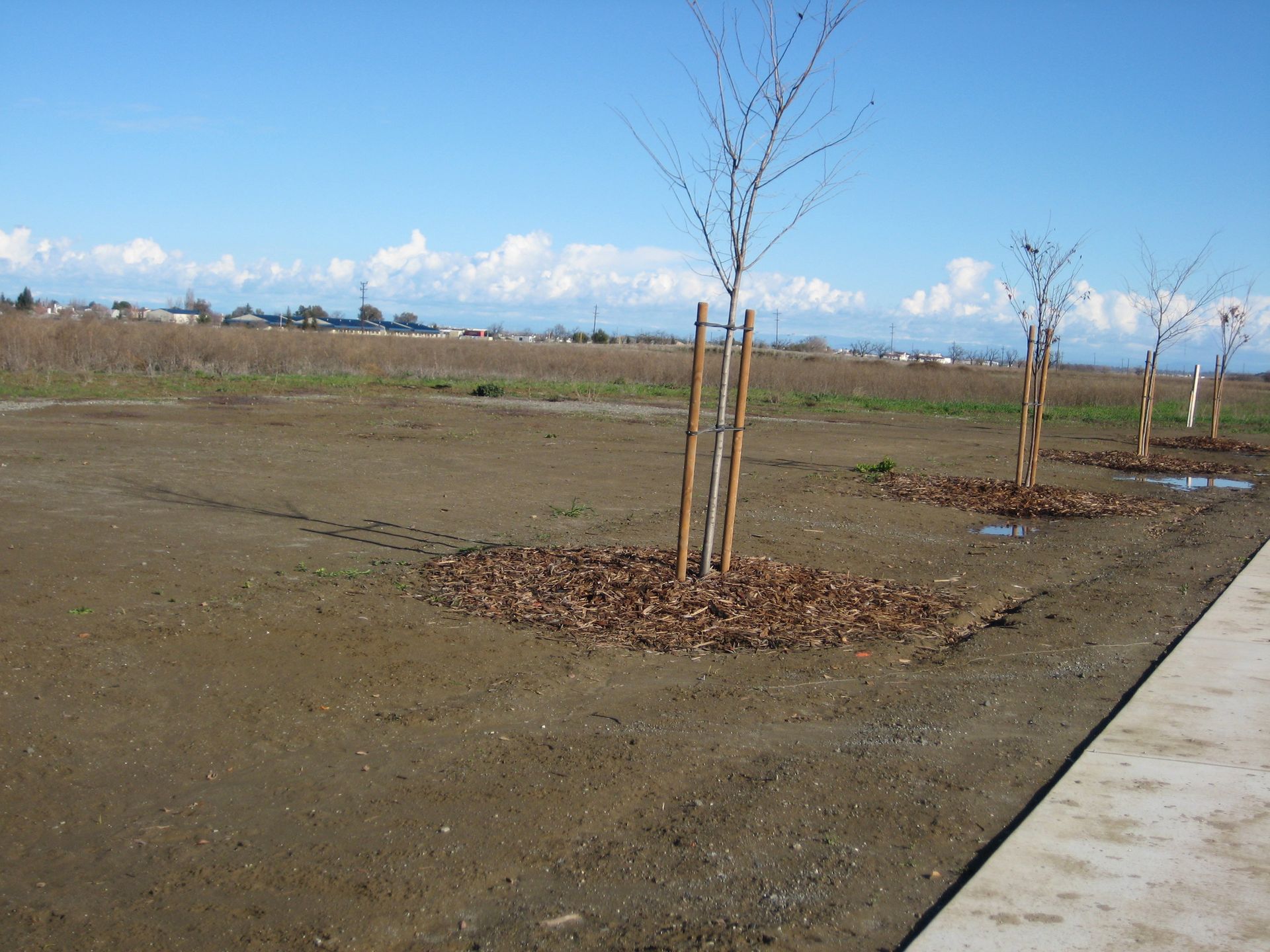 a row of trees in a dirt field next to a sidewalk