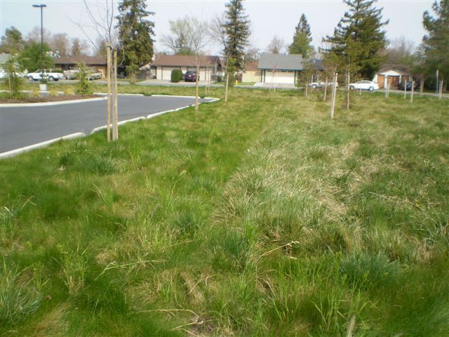 a lush green field with trees and houses in the background