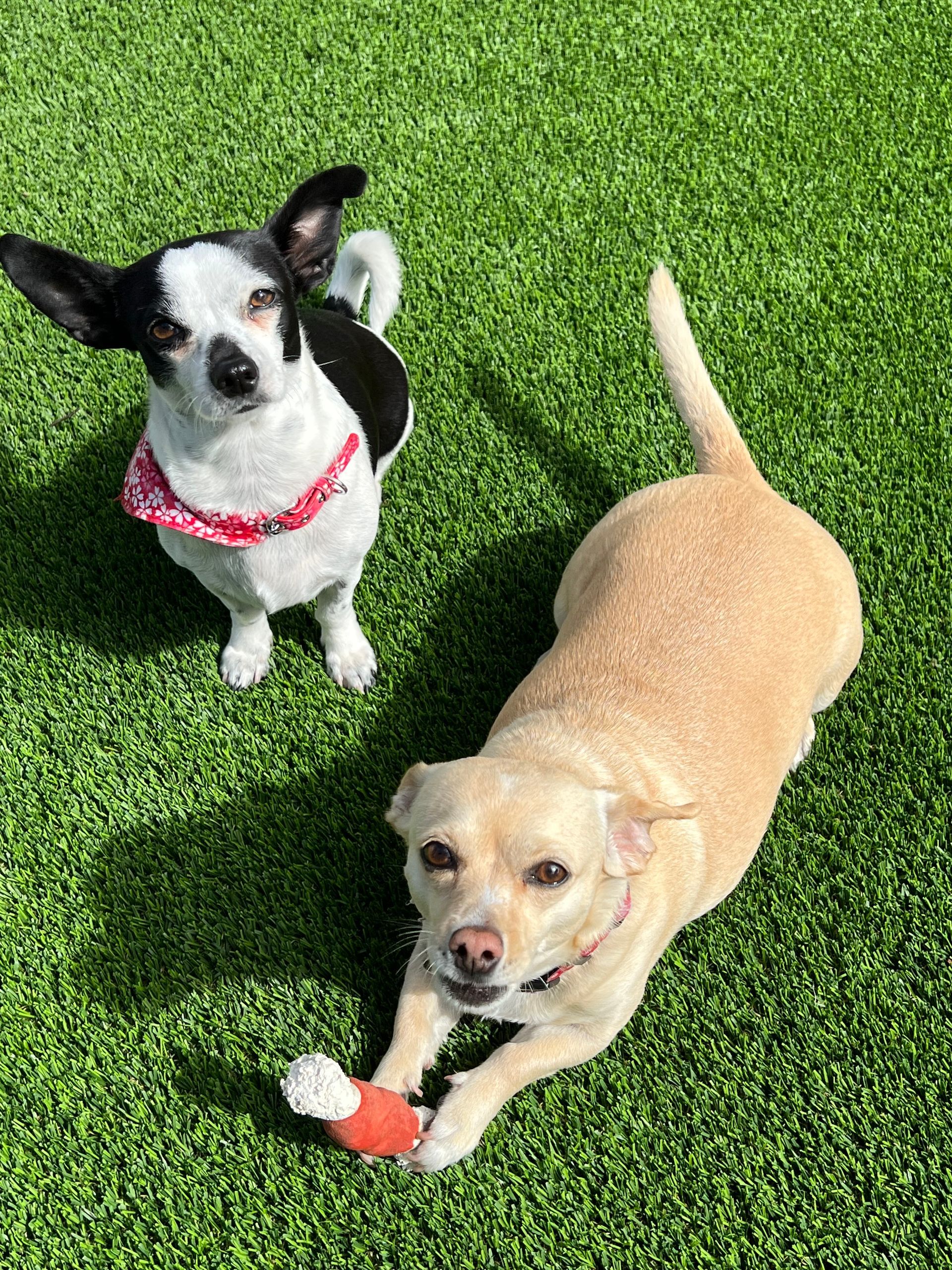 small dogs on pet turf
